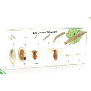 Life Cycle of Silkworm Educational Embedded Specimen Educational Model